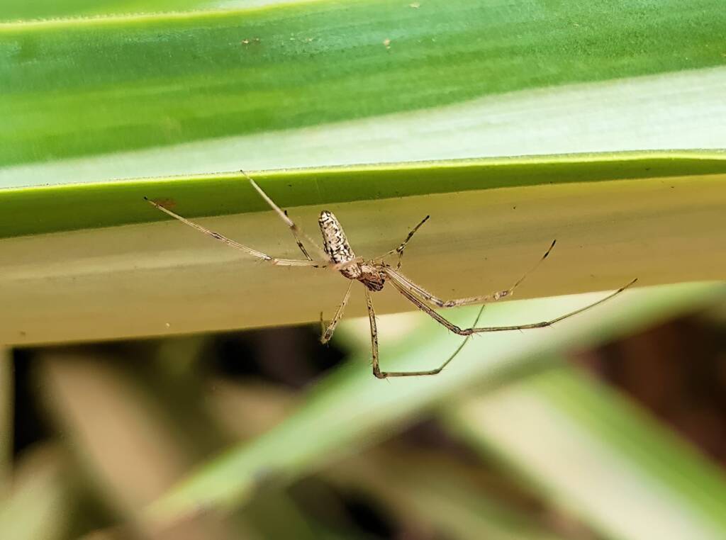 Long-jawed Orb Weaver (Tetragnatha sp), Alice Springs NT