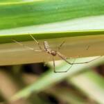 Long-jawed Orb Weaver (Tetragnatha sp), Alice Springs NT
