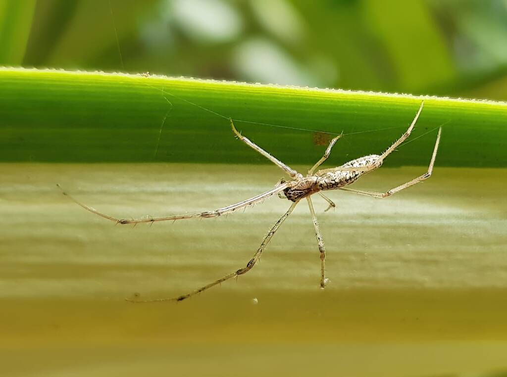 Long-jawed Orb Weaver (Tetragnatha sp), Alice Springs NT