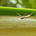 Long-jawed Orb Weaver (Tetragnatha sp), Alice Springs NT