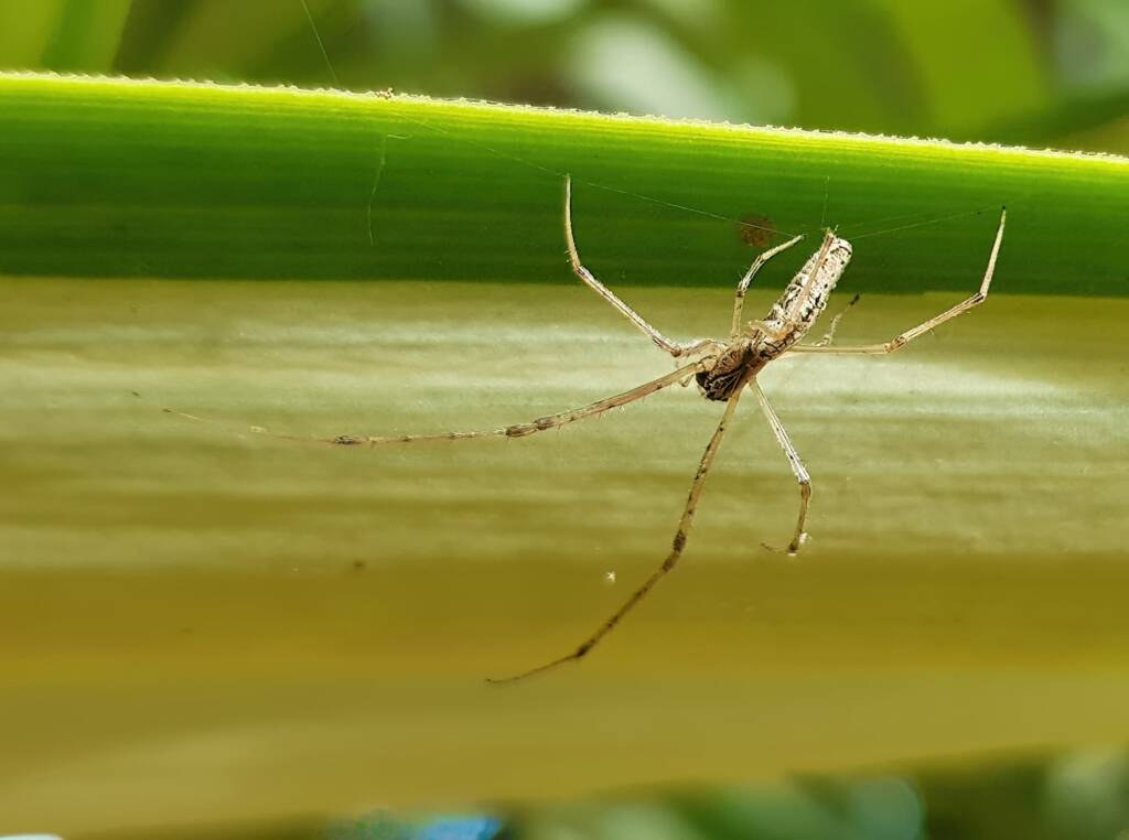Long-jawed Orb Weaver (Tetragnatha sp), Alice Springs NT