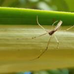 Long-jawed Orb Weaver (Tetragnatha sp), Alice Springs NT