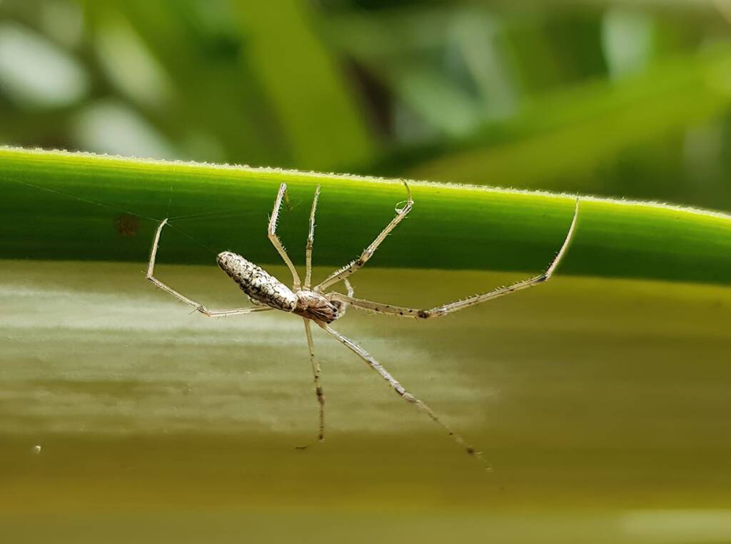 Long-jawed Orb Weaver (Tetragnatha sp), Alice Springs NT