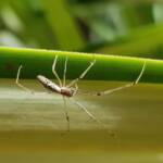 Long-jawed Orb Weaver (Tetragnatha sp), Alice Springs NT