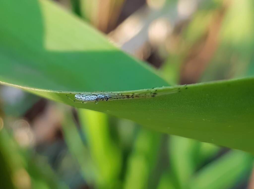 Long-jawed Orb Weaver (Tetragnatha sp), Alice Springs NT