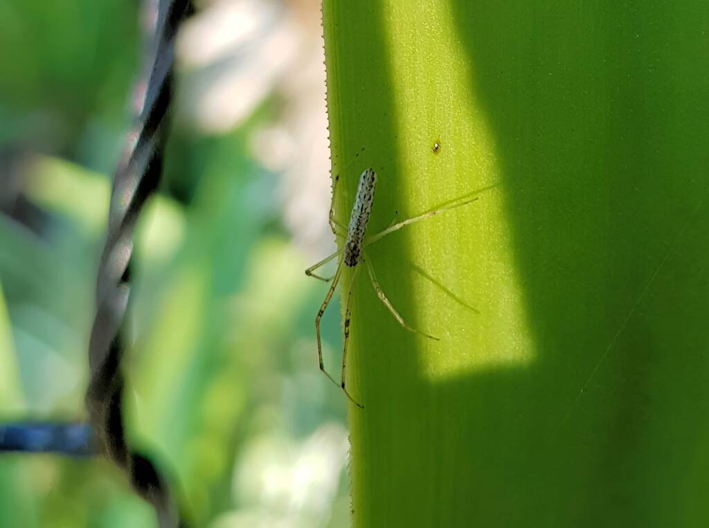 Long-jawed Orb Weaver (Tetragnatha sp), Alice Springs NT