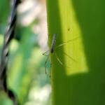 Long-jawed Orb Weaver (Tetragnatha sp), Alice Springs NT