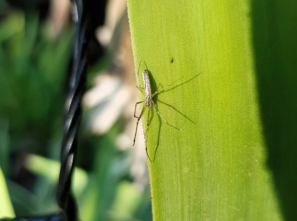 Long-jawed Orb Weaver (Tetragnatha sp), Alice Springs NT