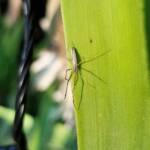 Long-jawed Orb Weaver (Tetragnatha sp), Alice Springs NT