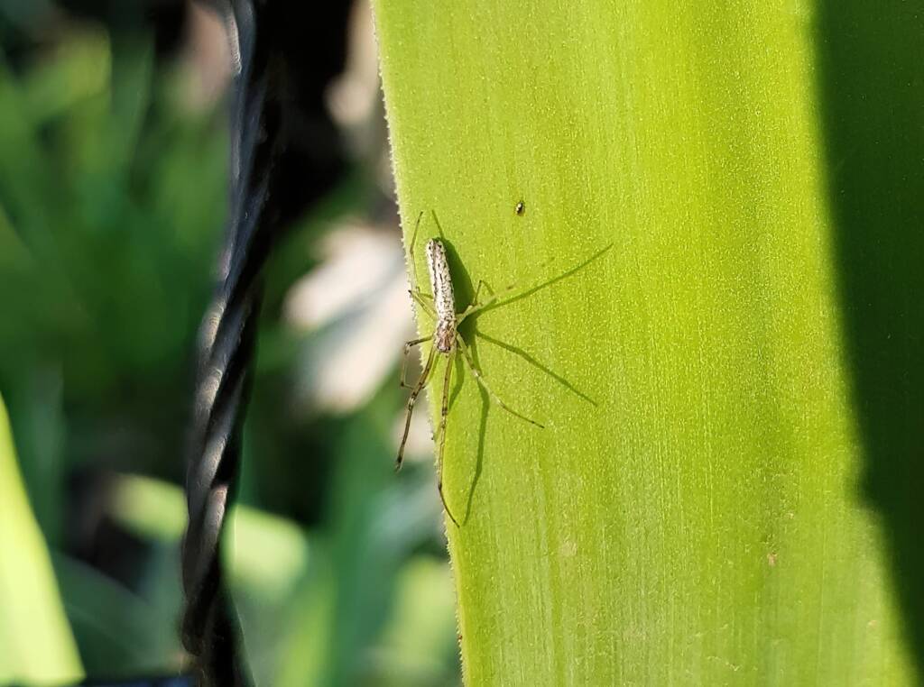 Long-jawed Orb Weaver (Tetragnatha sp), Alice Springs NT
