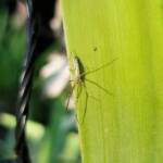 Long-jawed Orb Weaver (Tetragnatha sp), Alice Springs NT