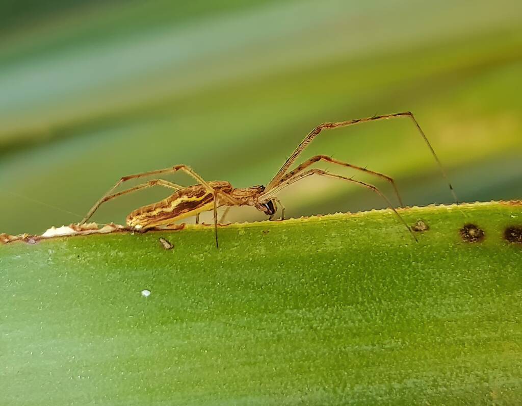 Long-jawed Orb Weaver (Tetragnatha sp), Alice Springs NT