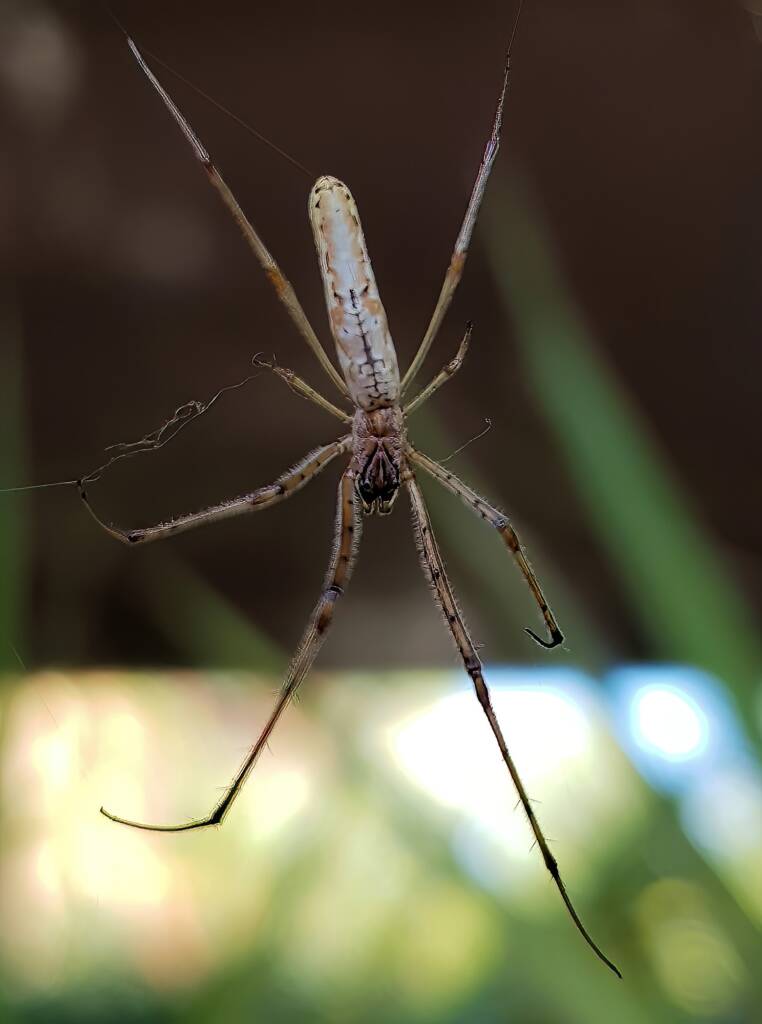 Long-jawed Orb Weaver (genus Tetragnatha), Alice Springs NT