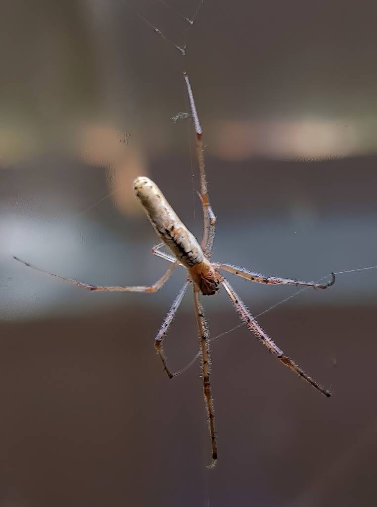 Long-jawed Orb Weaver (genus Tetragnatha), Alice Springs NT