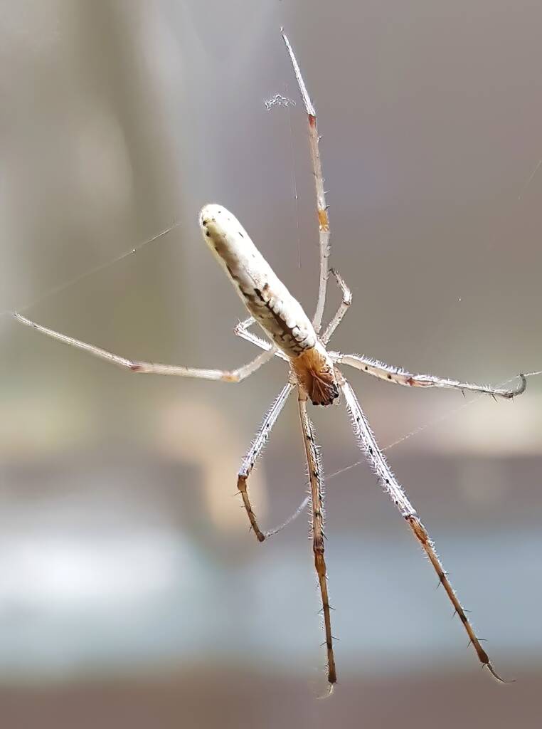 Long-jawed Orb Weaver (genus Tetragnatha), Alice Springs NT