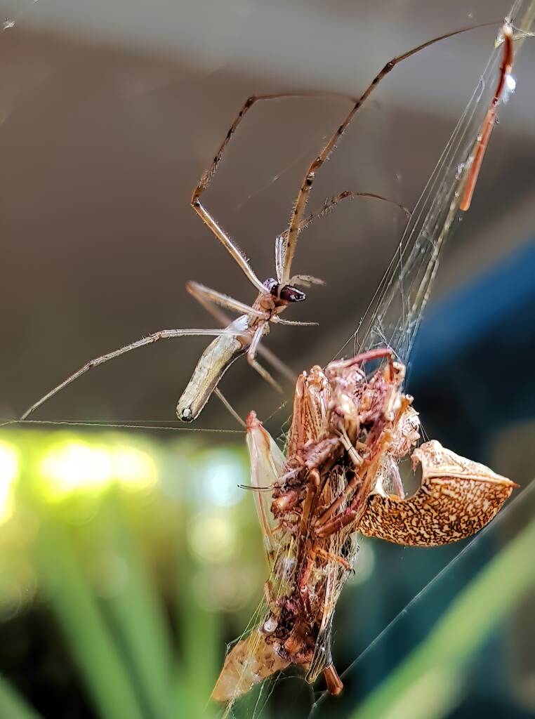 Long-jawed Orb Weaver (genus Tetragnatha), Alice Springs NT