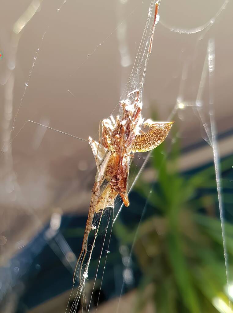 Long-jawed Orb Weaver (genus Tetragnatha), Alice Springs NT