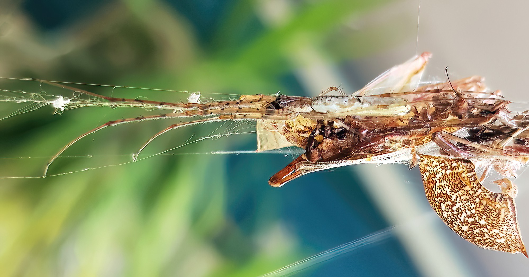 Long-jawed Orb Weaver (genus Tetragnatha), Alice Springs NT