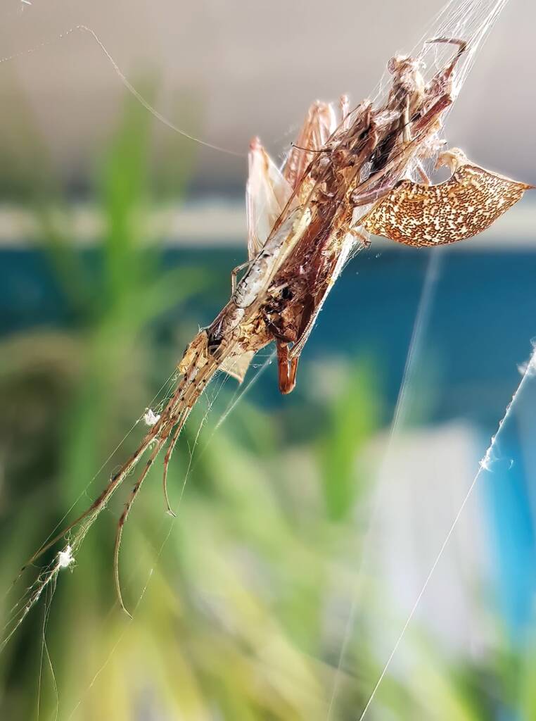 Long-jawed Orb Weaver Spider (genus Tetragnatha), Alice Springs NT