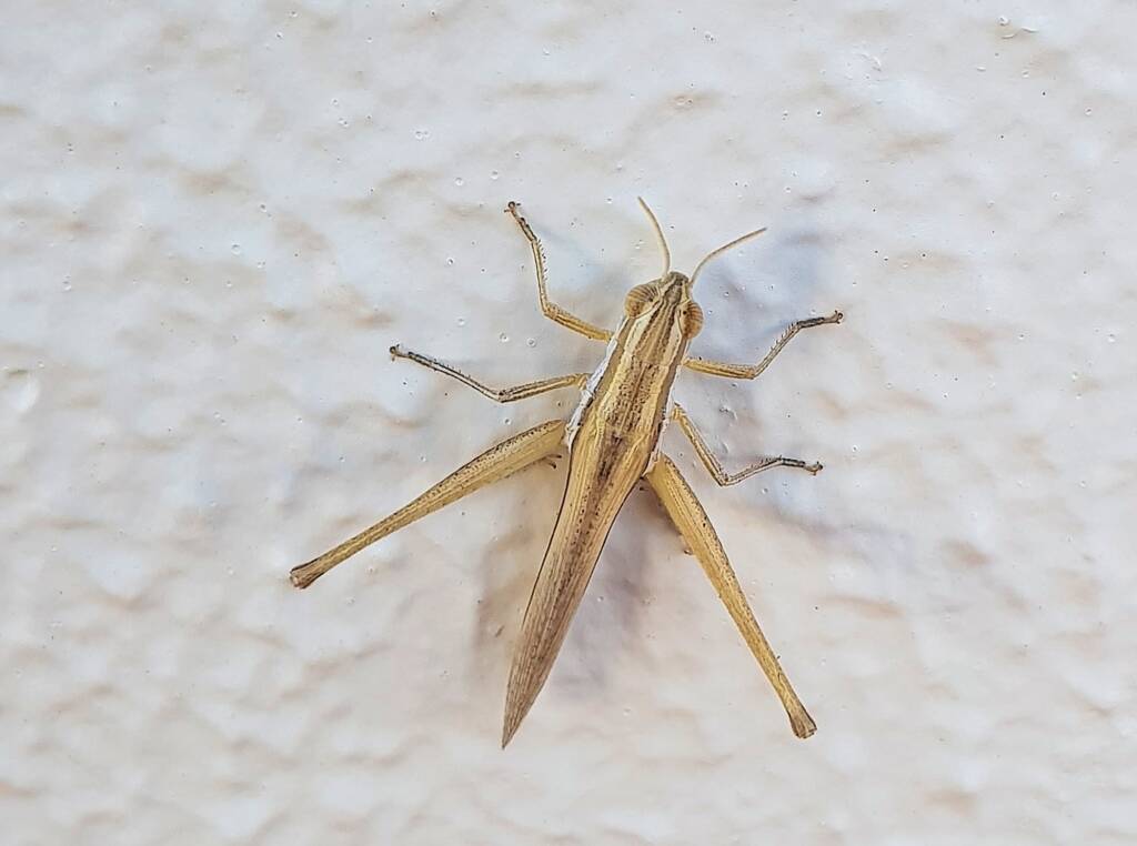 Grasshopper genus Macrotona, Alice Springs NT