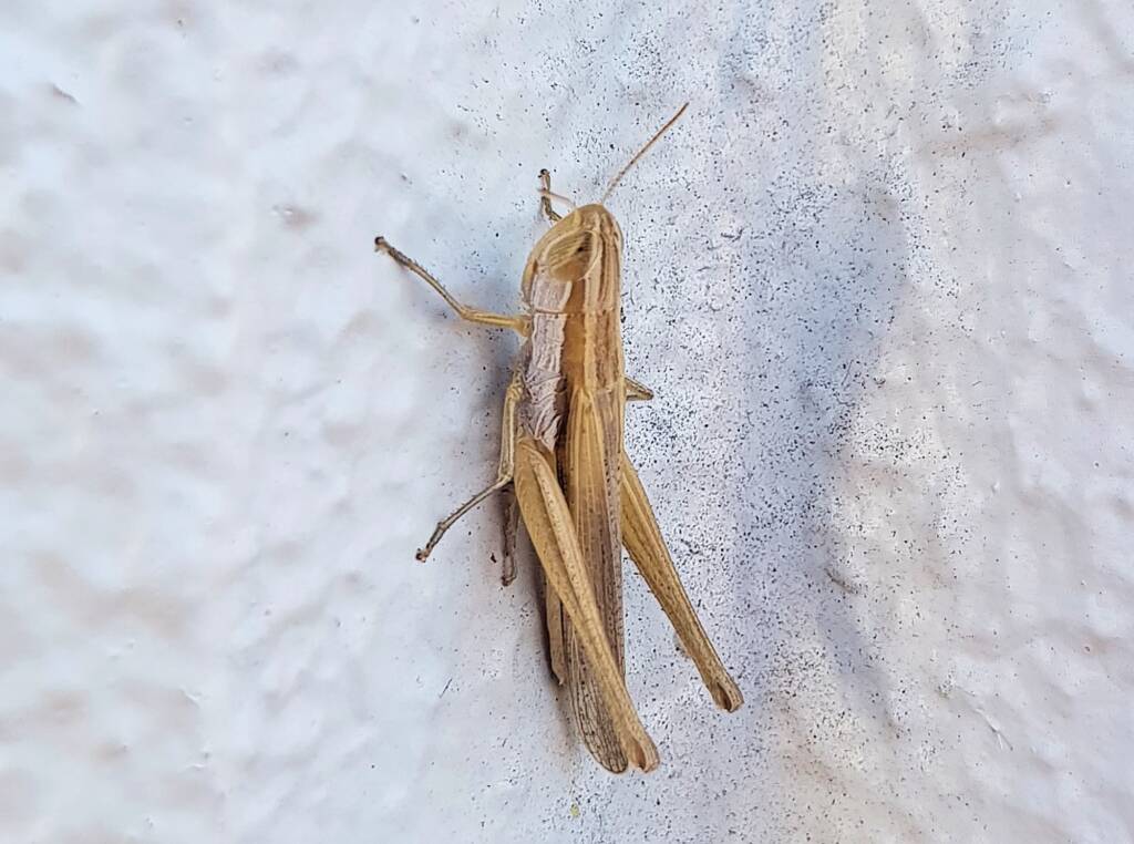 Grasshopper genus Macrotona, Alice Springs NT