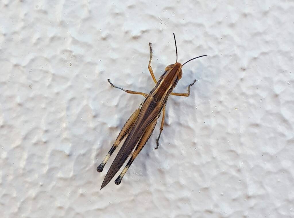 Grasshopper genus Macrotona, Alice Springs NT