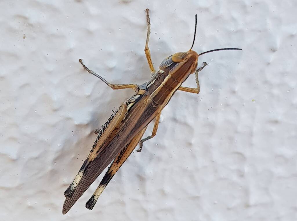 Grasshopper genus Macrotona, Alice Springs NT
