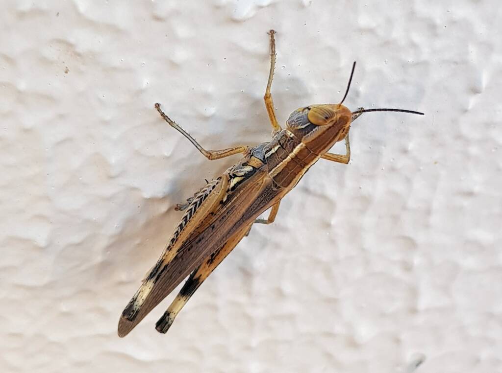 Grasshopper genus Macrotona, Alice Springs NT