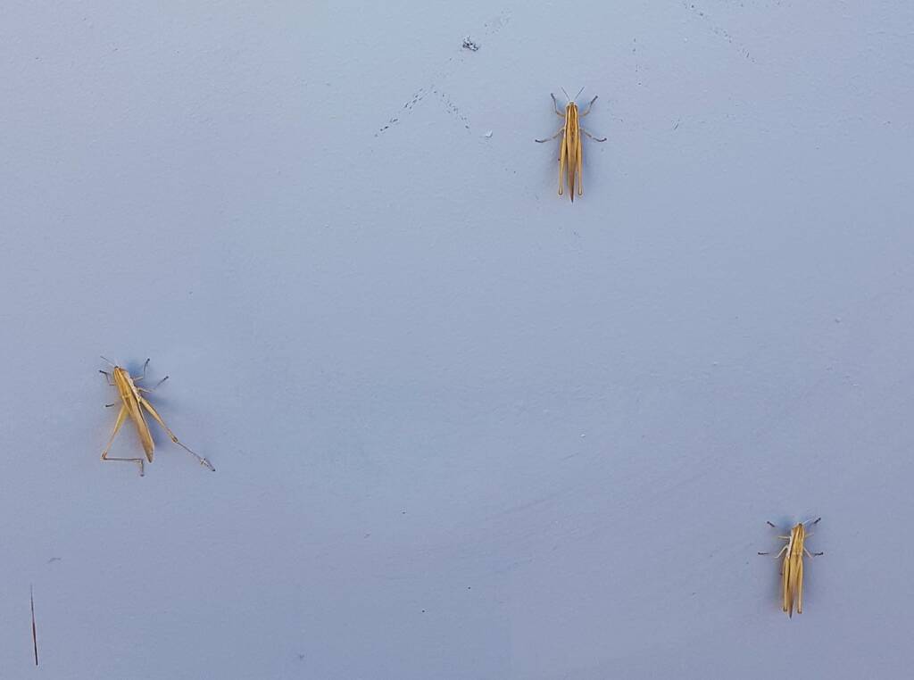Grasshoppers genus Macrotona, Alice Springs NT