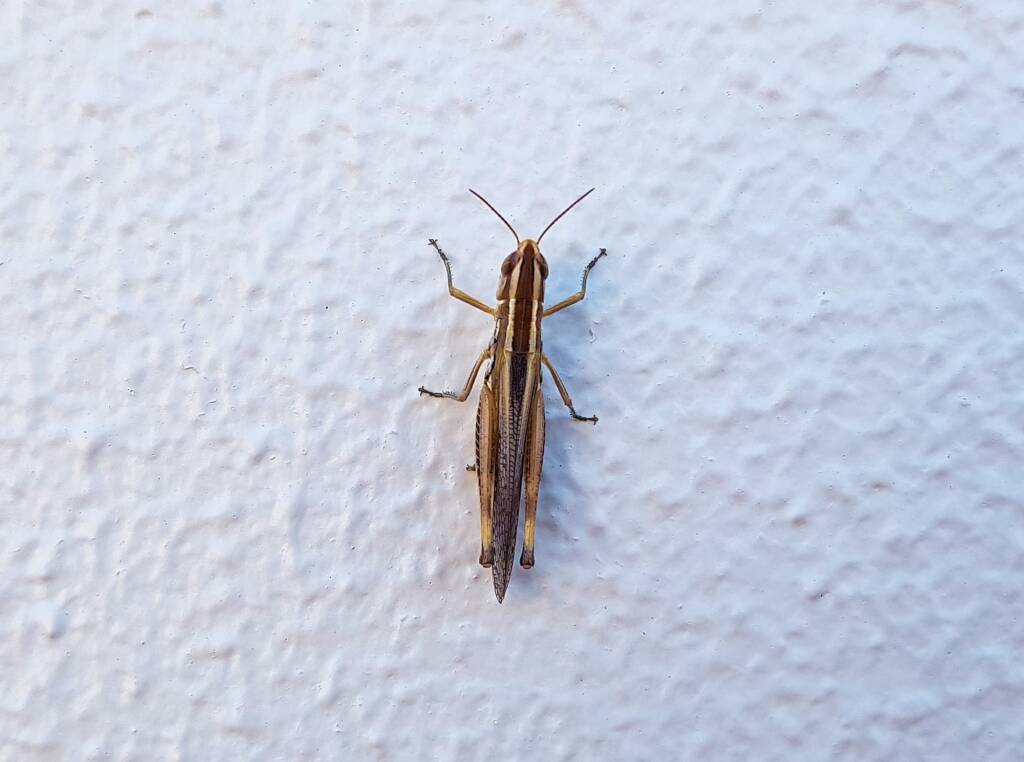 Grasshopper genus Macrotona, Alice Springs NT
