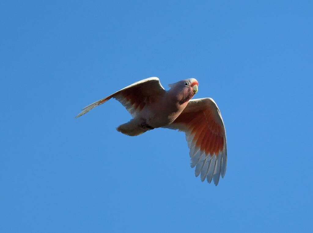 Major Mitchell's Cockatoo (Lophochroa leadbeateri), Alice Springs Sewage Ponds, NT © Dorothy Latimer