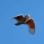 Major Mitchell's Cockatoo (Lophochroa leadbeateri), Alice Springs Sewage Ponds, NT © Dorothy Latimer