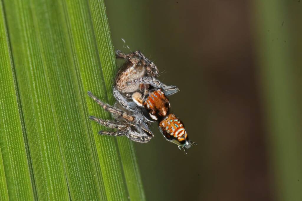 Maratus plumosus, Ballandean QLD © Marc Newman
