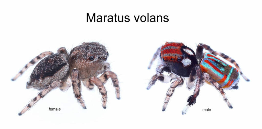 Female and male Maratus volans, NSW © Michael Doe
