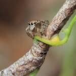 Female Maratus volans, Magenta NSW © Michael Doe