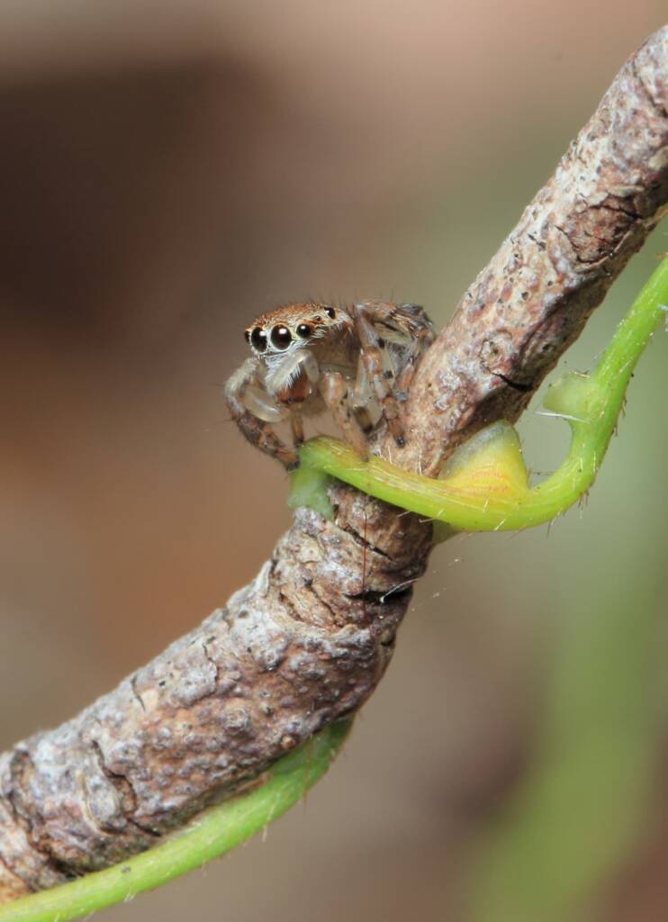 Female Maratus volans, Magenta NSW © Michael Doe