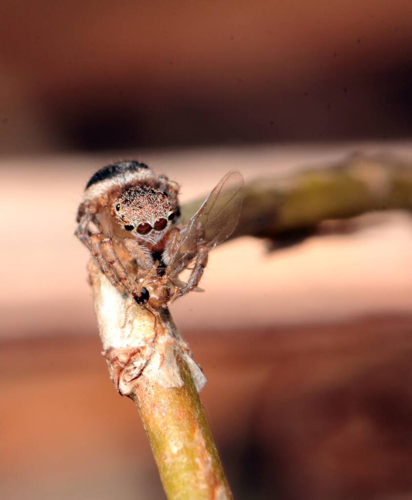 Female Maratus volans with prey (mosquito), Woy Woy NSW © Michael Doe