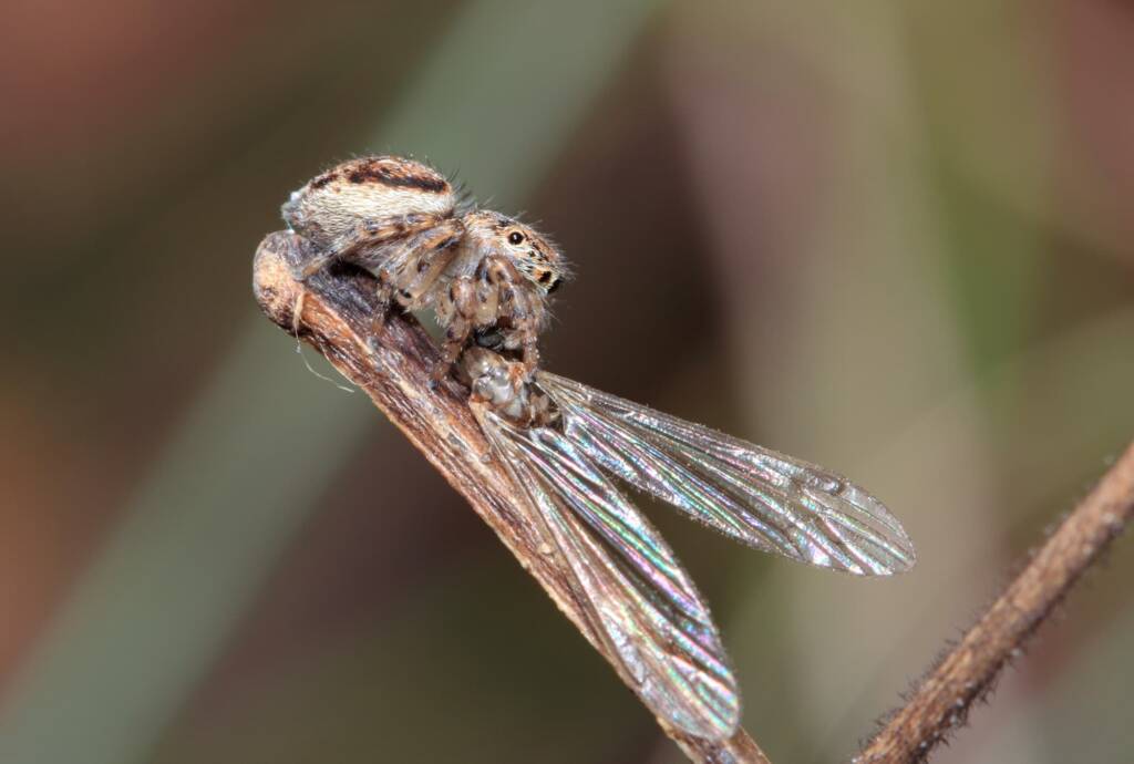 Female Maratus volans with prey (flying termite), Woy Woy NSW © Michael Doe