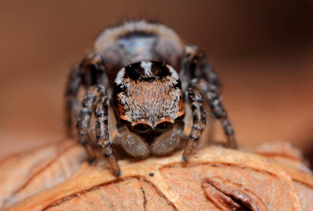 Immature male Maratus volans, Woy Woy NSW © Michael Doe