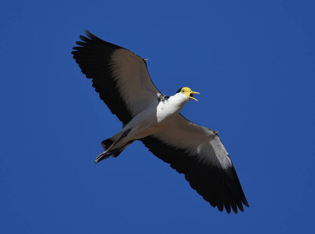Masked Lapwing (Vanellus miles), Alice Springs Sewage Ponds, NT © Dorothy Latimer