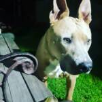 Motorbike Frog (Ranoidea moorei), Pinjarra WA © Candice Cook