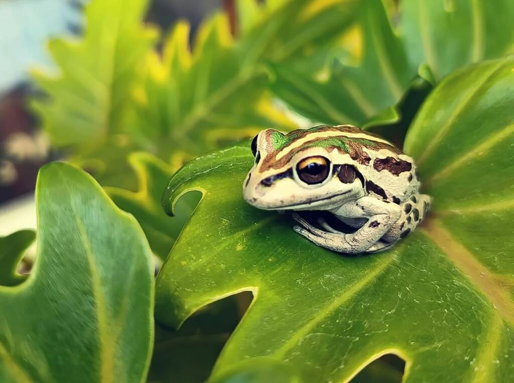 Motorbike Frog (Ranoidea moorei), Pinjarra WA © Candice Cook