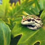 Motorbike Frog (Ranoidea moorei), Pinjarra WA © Candice Cook