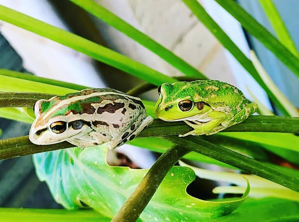 Motorbike Frog (Ranoidea moorei), Pinjarra WA © Candice Cook