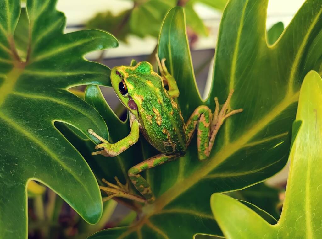 Motorbike Frog (Ranoidea moorei), Pinjarra WA © Candice Cook