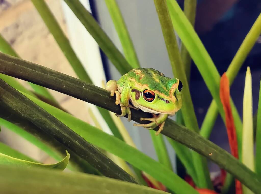 Motorbike Frog (Ranoidea moorei), Pinjarra WA © Candice Cook