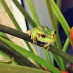 Motorbike Frog (Ranoidea moorei), Pinjarra WA © Candice Cook