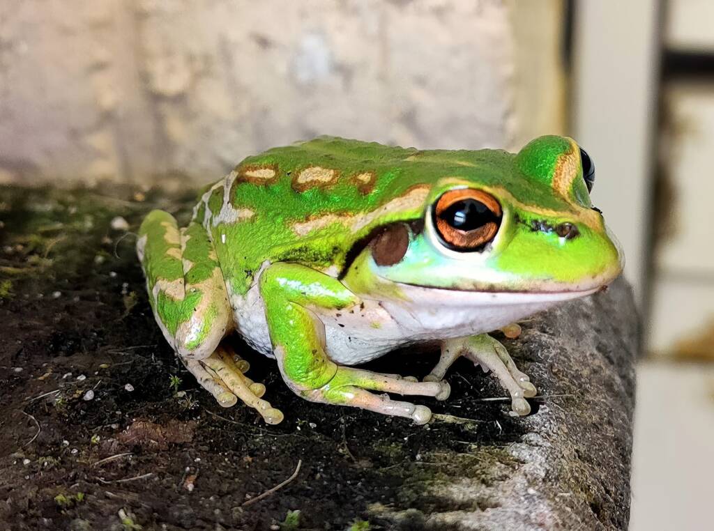 Motorbike Frog (Ranoidea moorei), Pinjarra WA © Candice Cook