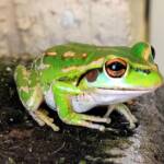 Motorbike Frog (Ranoidea moorei), Pinjarra WA © Candice Cook