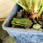 Motorbike Frog (Ranoidea moorei), Pinjarra WA © Candice Cook